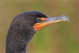 Double-crested Cormorantborder=